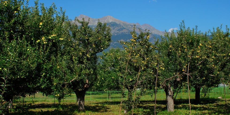 Agriturismo Maison de José